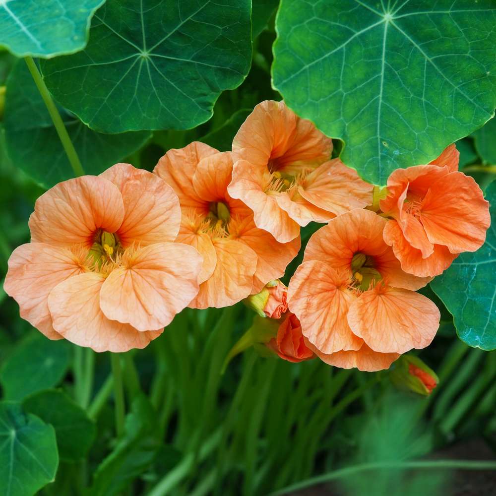 Indiankrasse 'Salmon Baby' (frö)